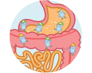 prebiotics_1_3_undigestedfibre