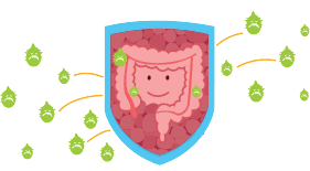 probiotics_2_7_intestinalmucosa_v2