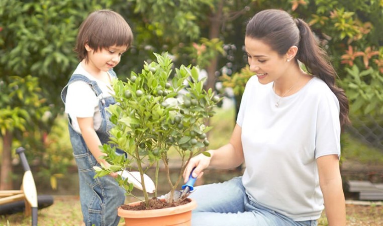 Grow a mini-garden